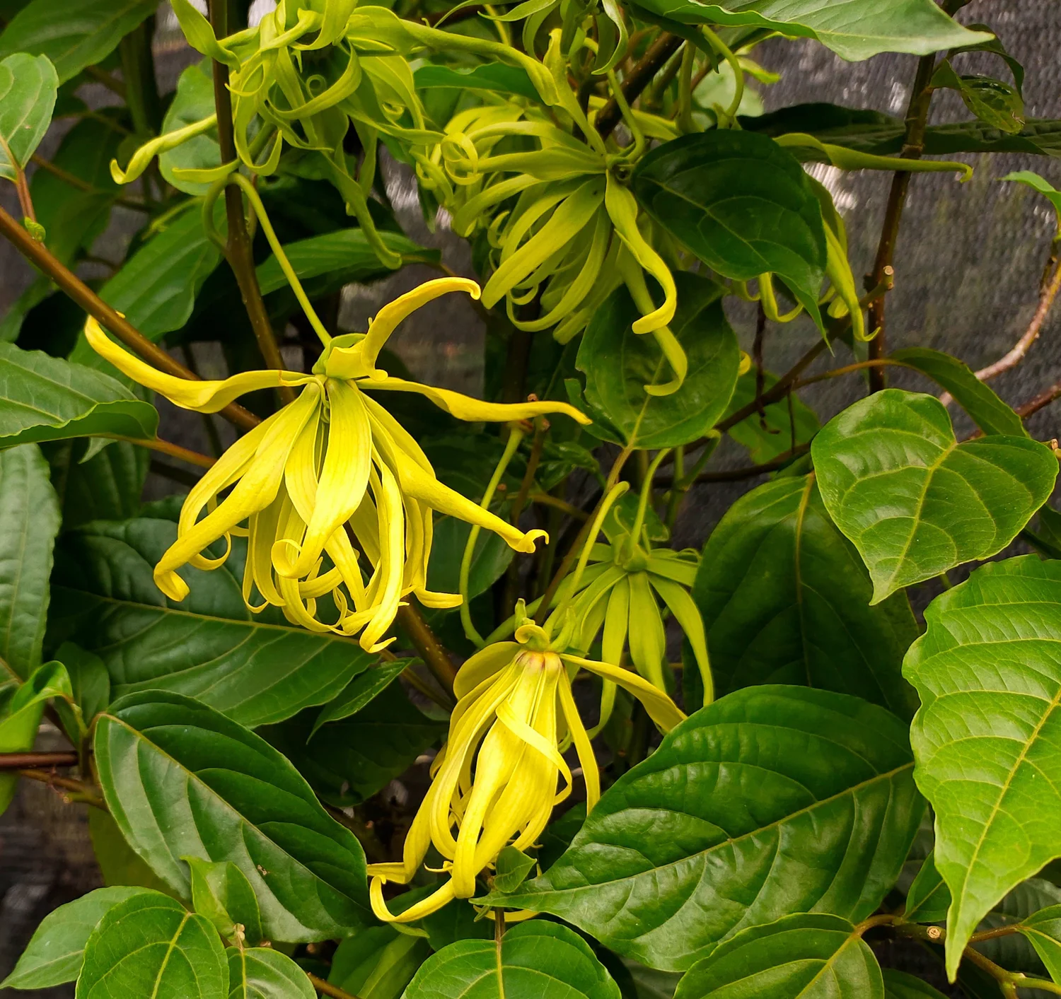 Opa va dost bilan jinsiy aloqa video